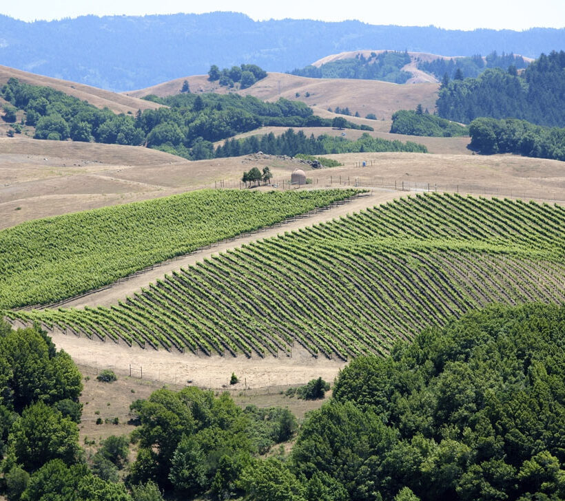 vinyard 2