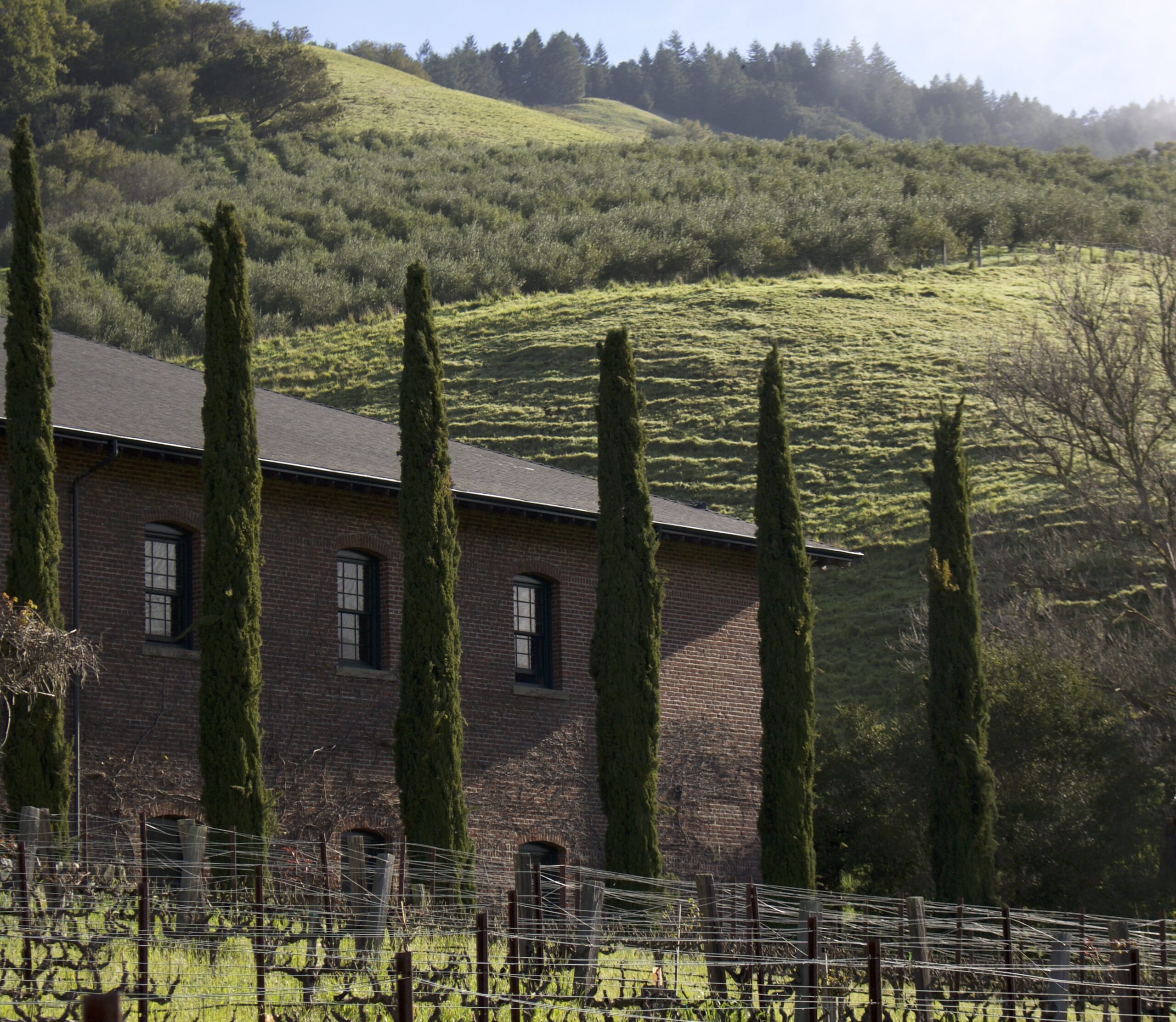 A corner of the brick facade of the Technical Building at Skywalker Ranch, with grapevines in the foreground and an olive orchard in the background.