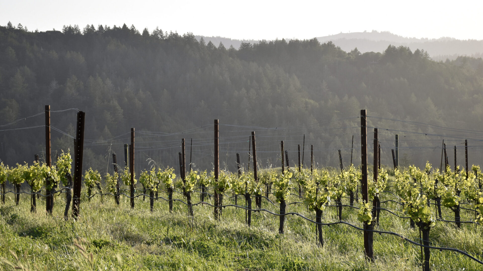 Skywalker Vineyards